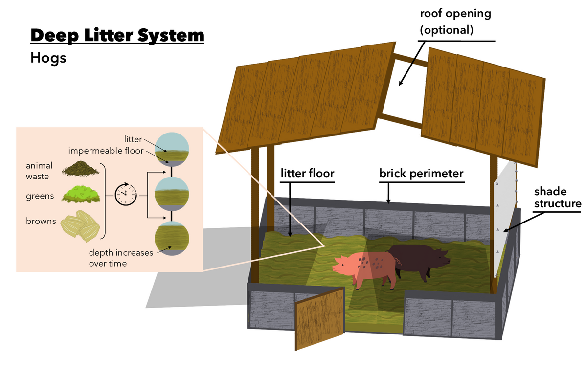 Deep Litter System - Pigs_English